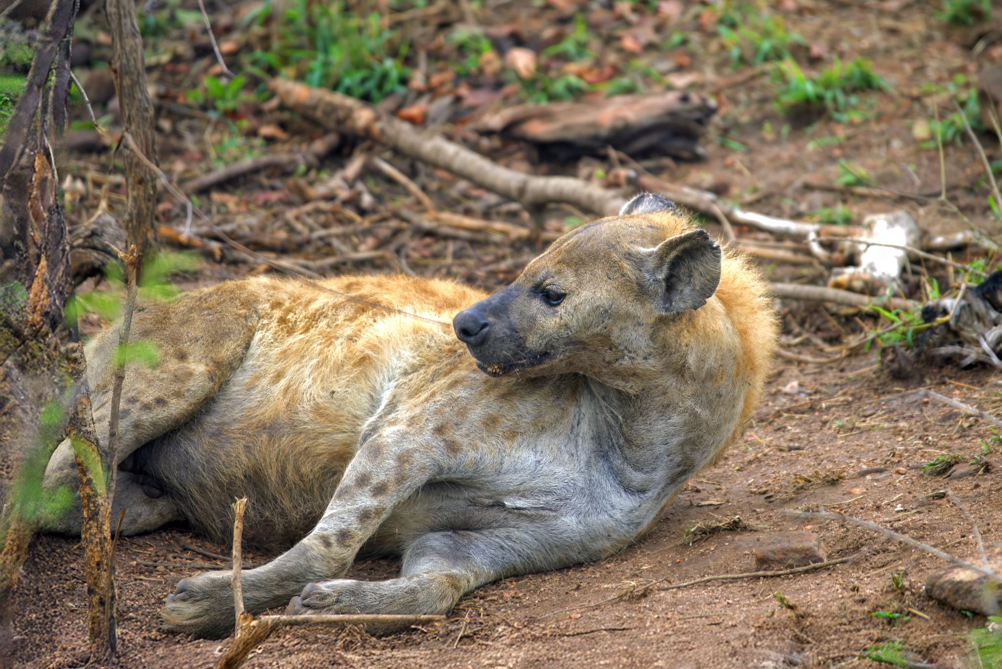 Hyäne im Kruger-Nationalpark